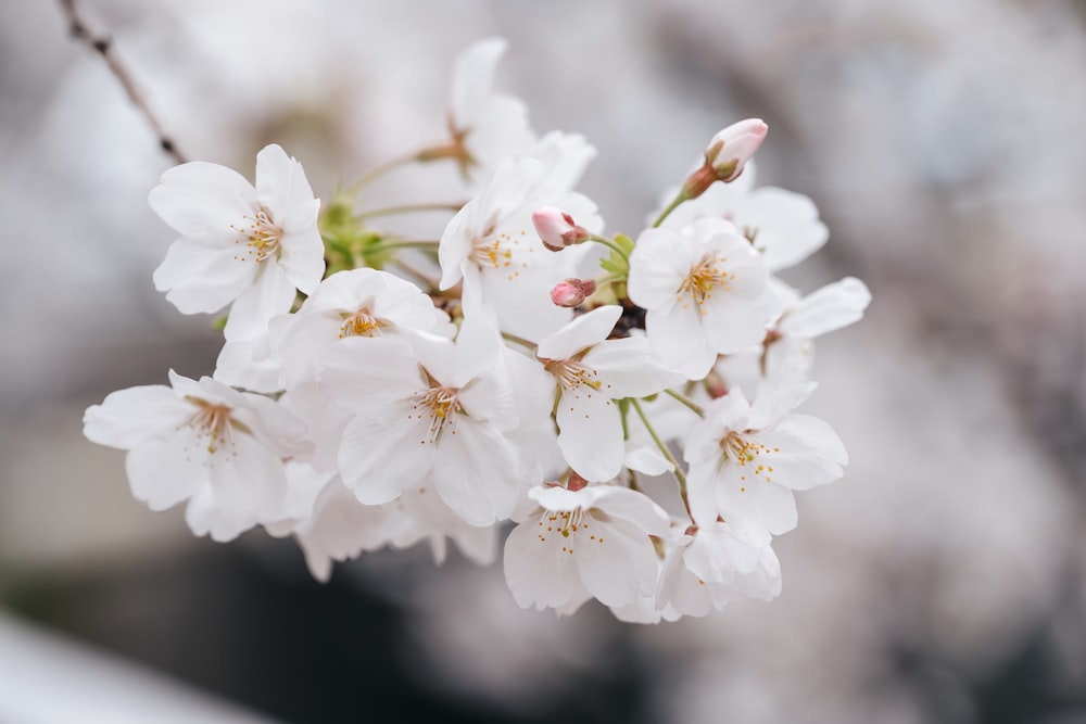 a close up of some white flowers on a tree