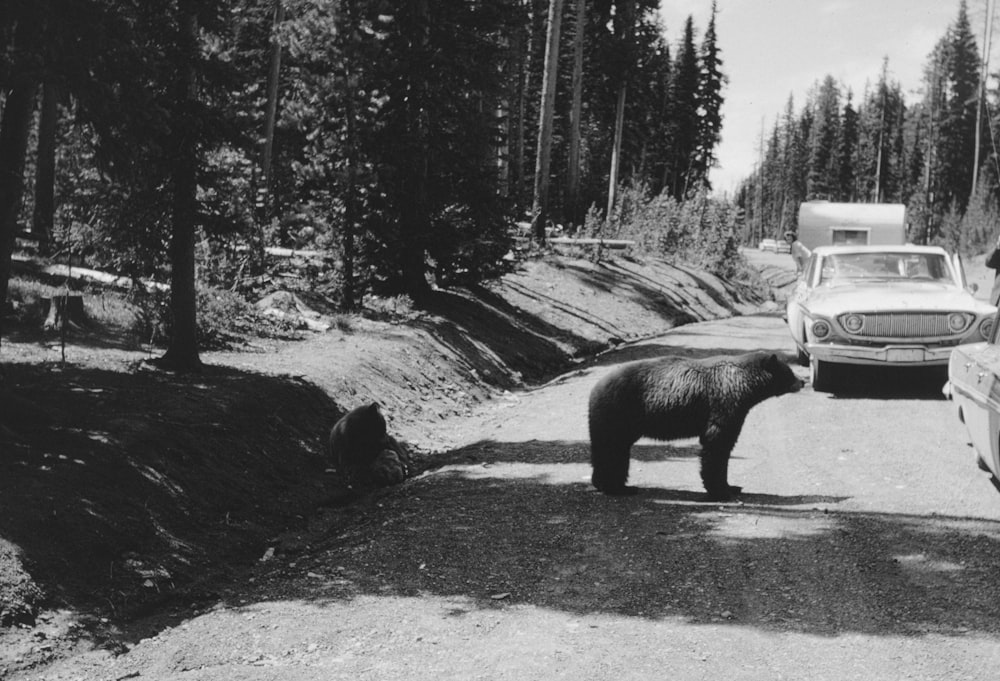 a black bear standing in the middle of a road