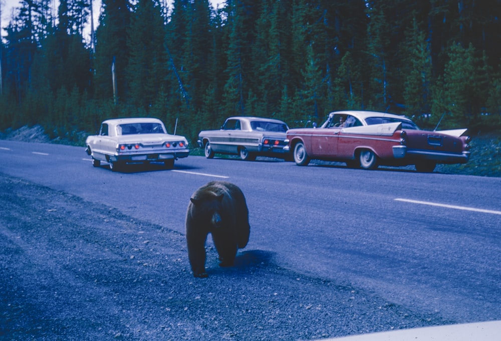 a bear that is standing on the side of a road