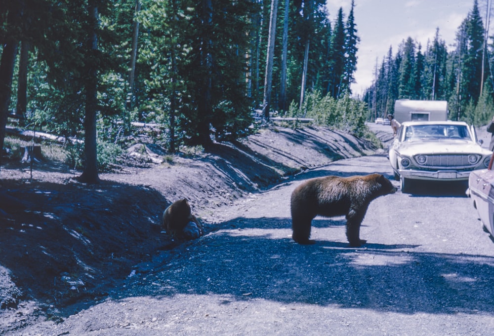 a brown bear standing on the side of a road