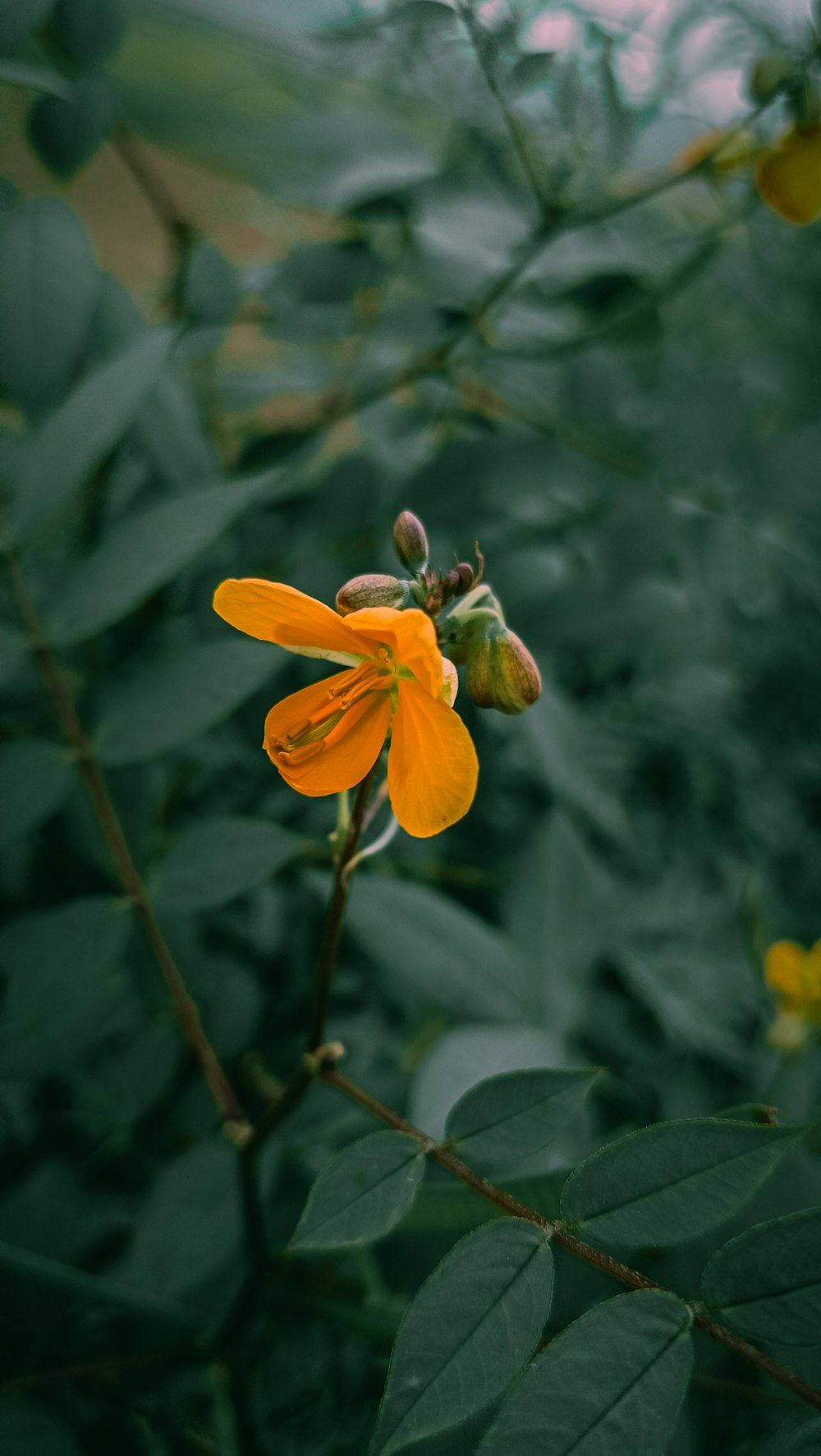 a close up of a flower on a plant