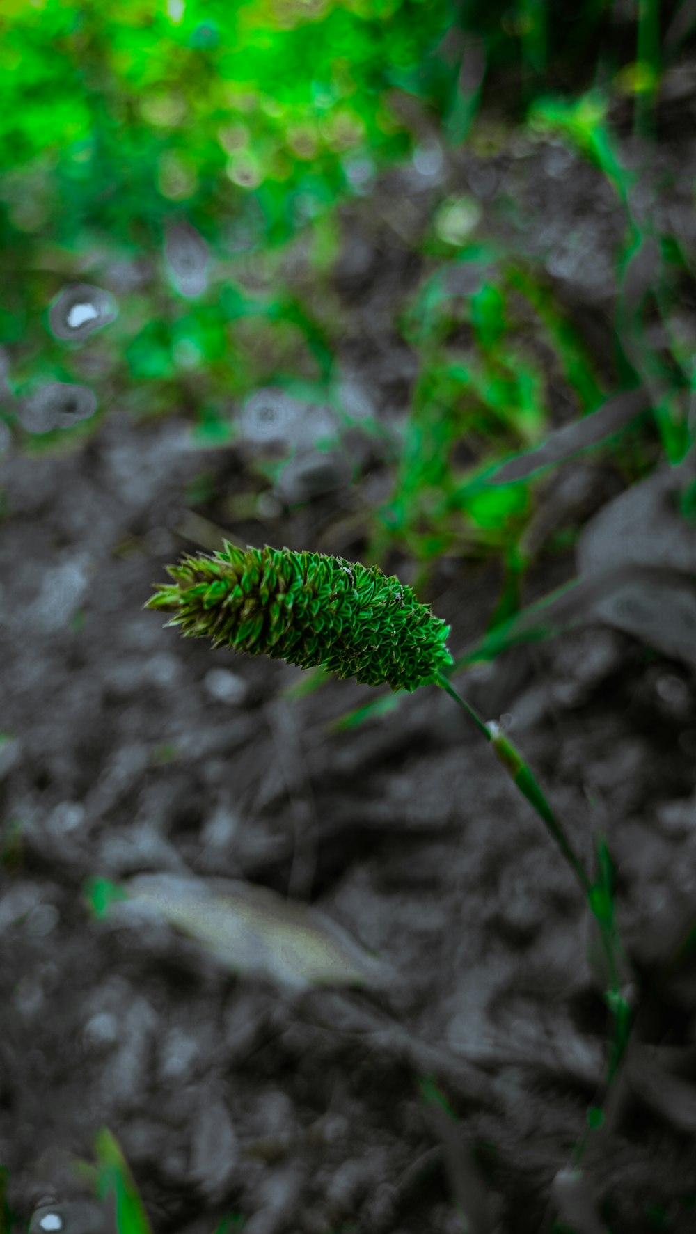 a close up of a plant with water droplets on it