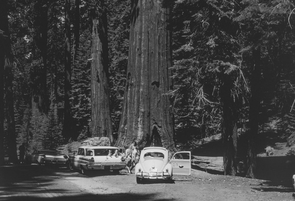a group of cars parked in front of a giant tree