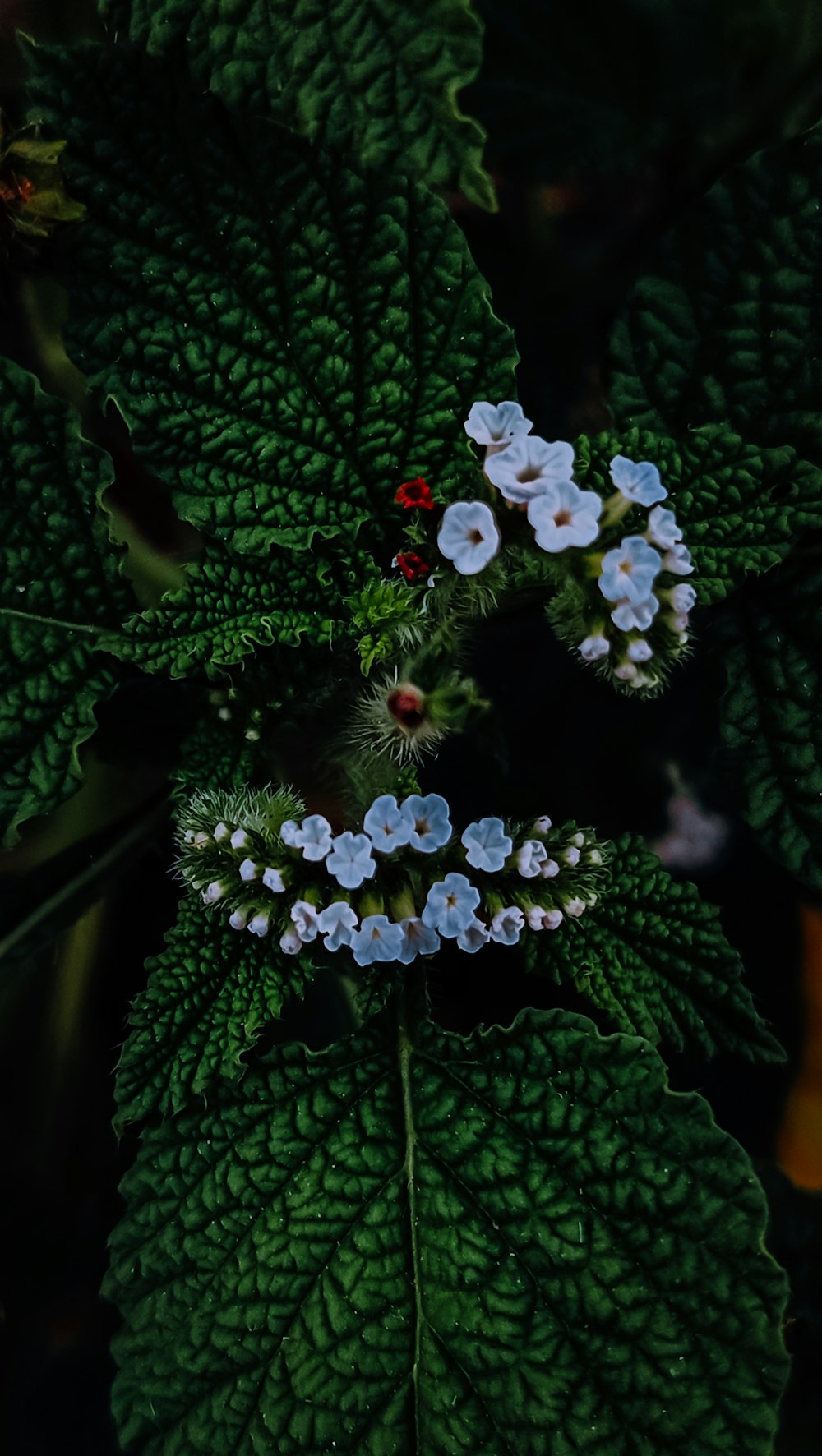 a close up of a bunch of flowers on a plant