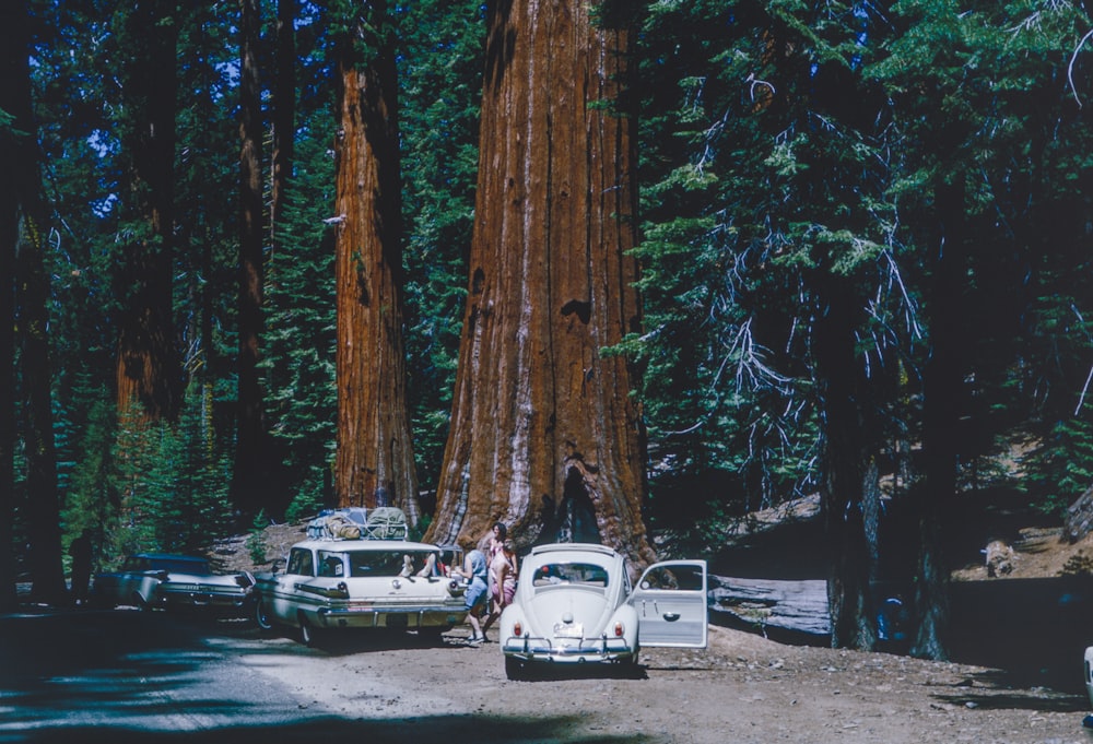 a group of cars parked next to a giant tree