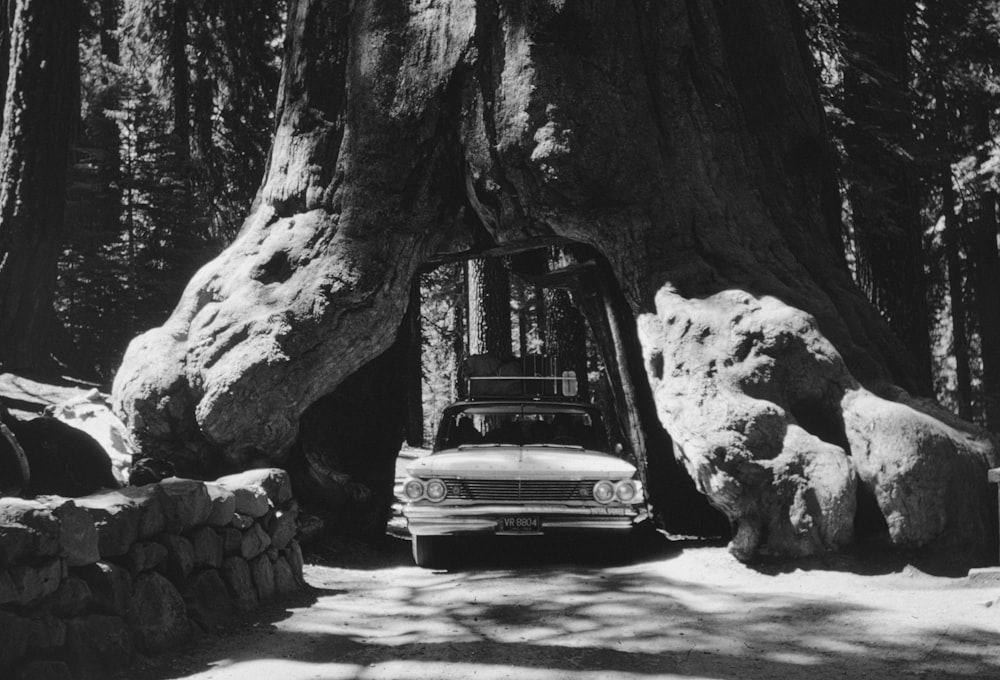 Un coche está aparcado delante de un gran árbol