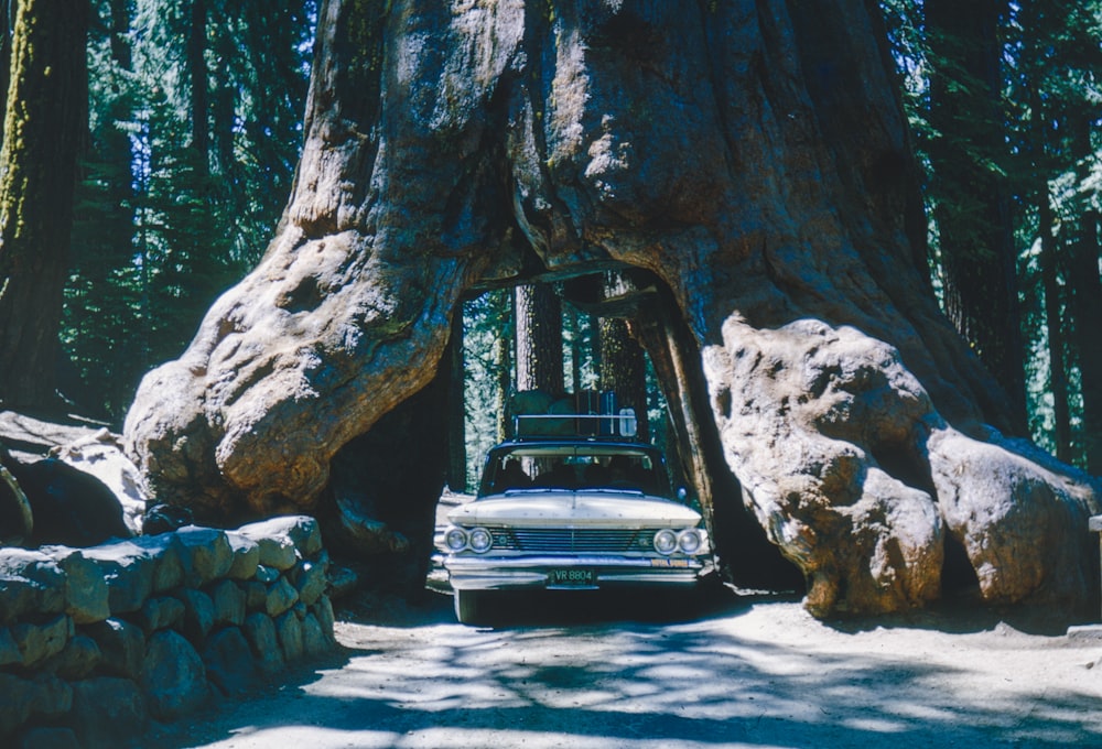 a car is parked in front of a large tree