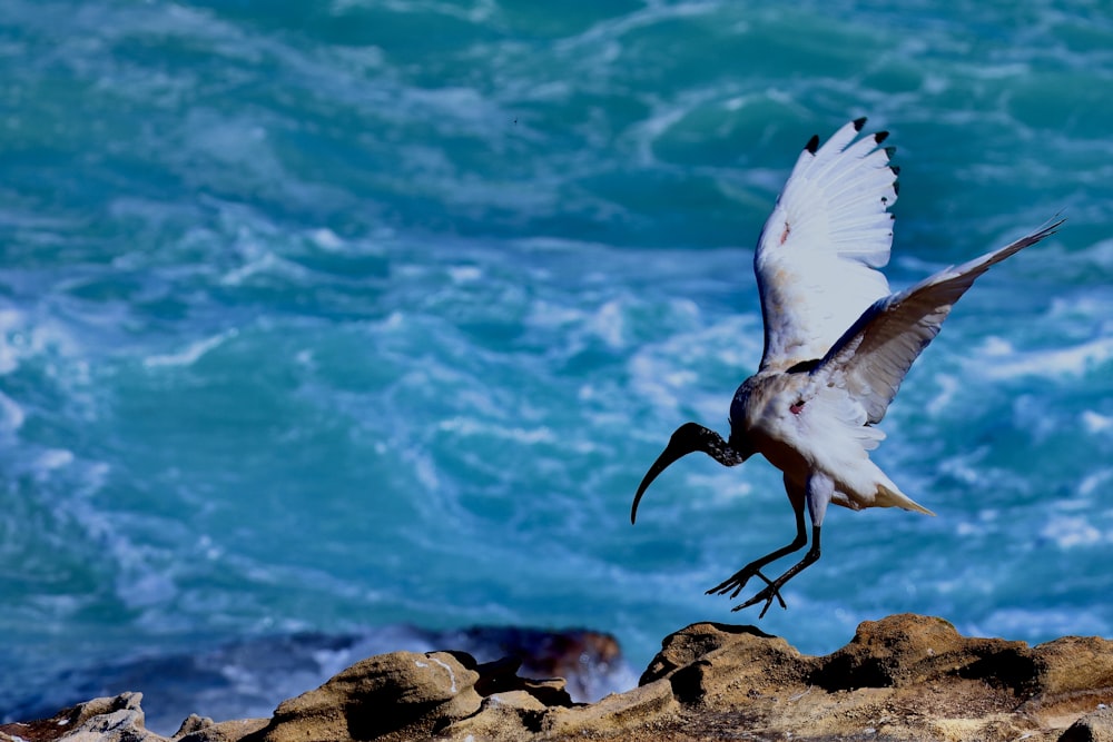 a bird flying over a rocky beach next to the ocean