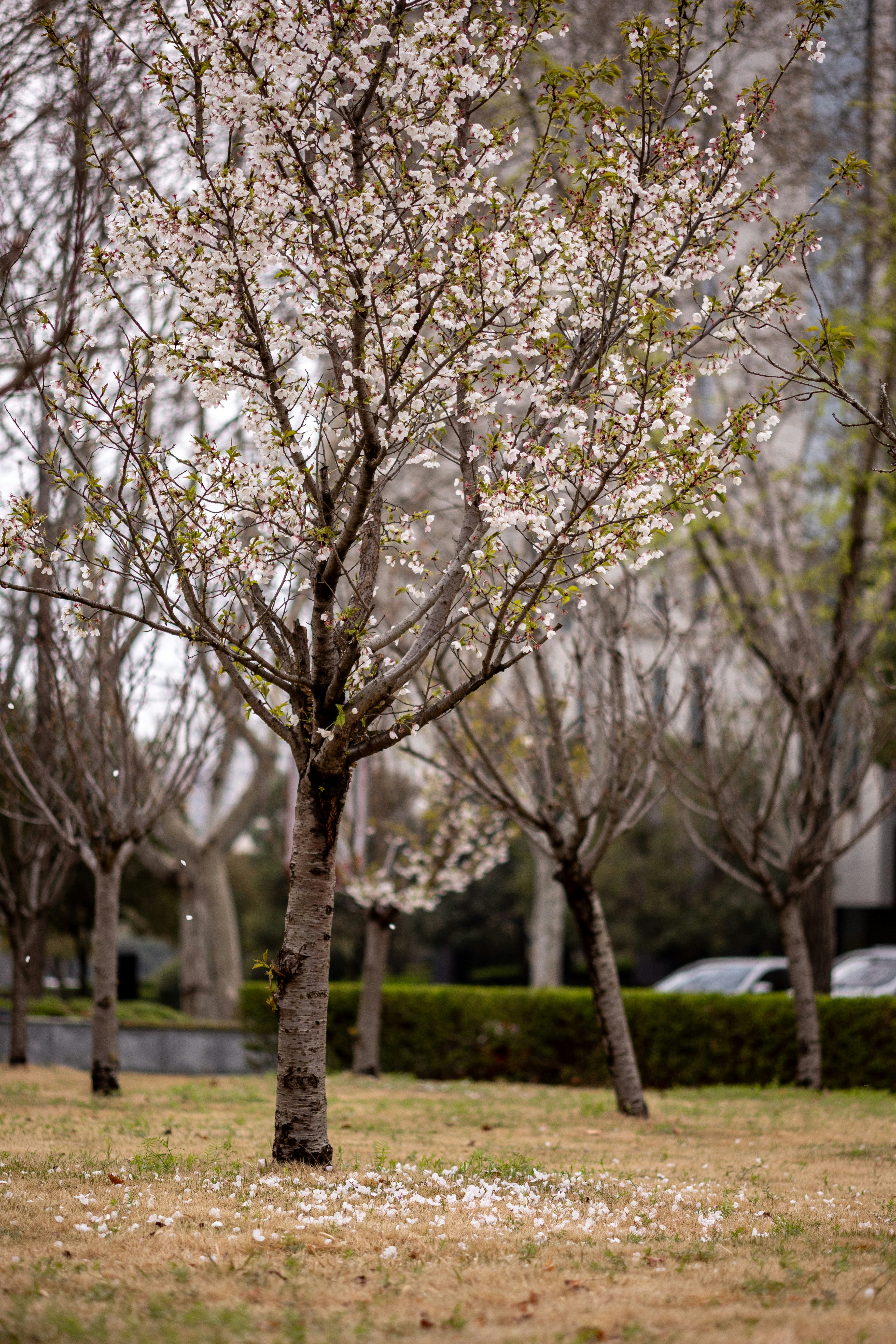 a couple of trees that are in the grass