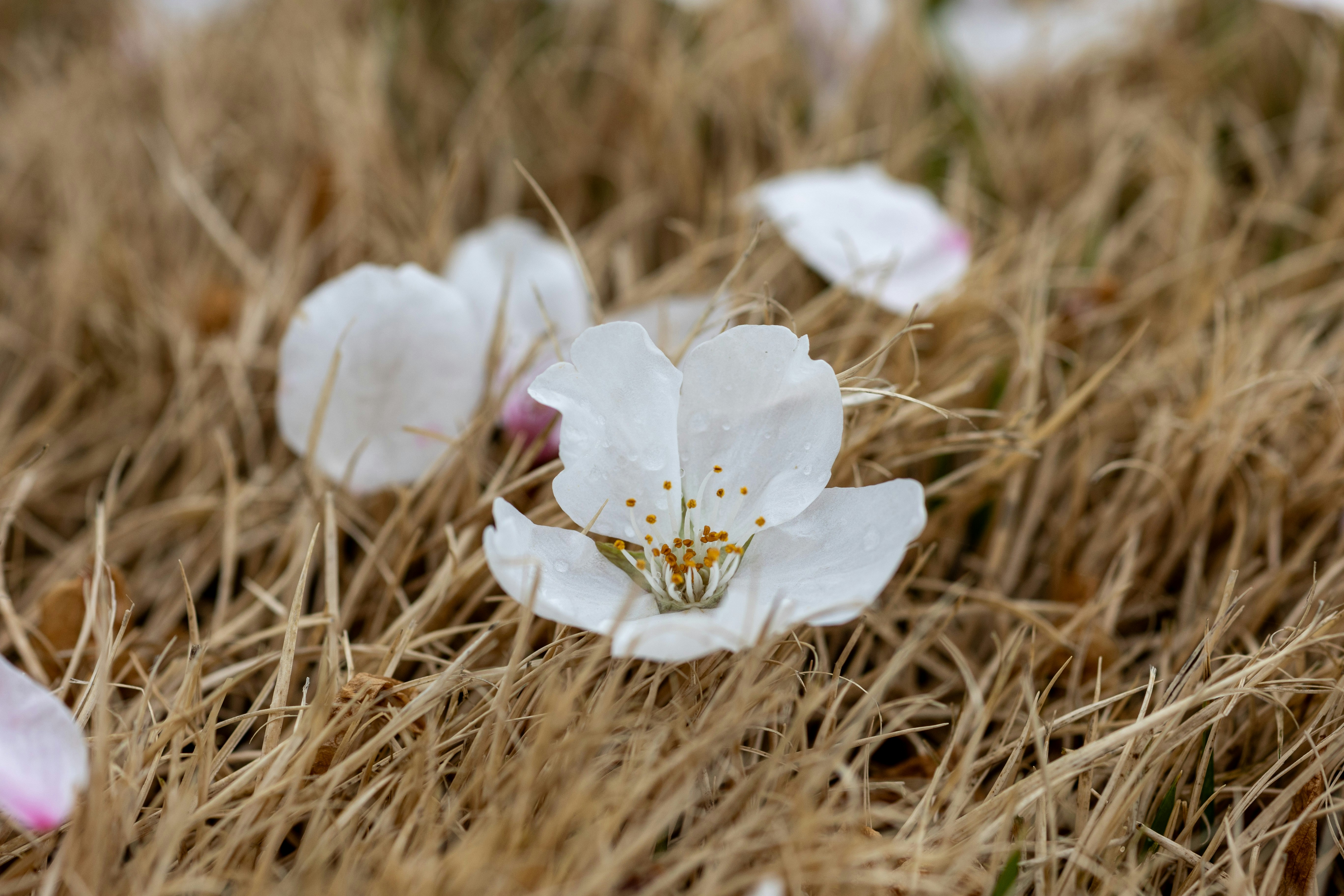 a group of white flowers sitting on top of a dry grass field