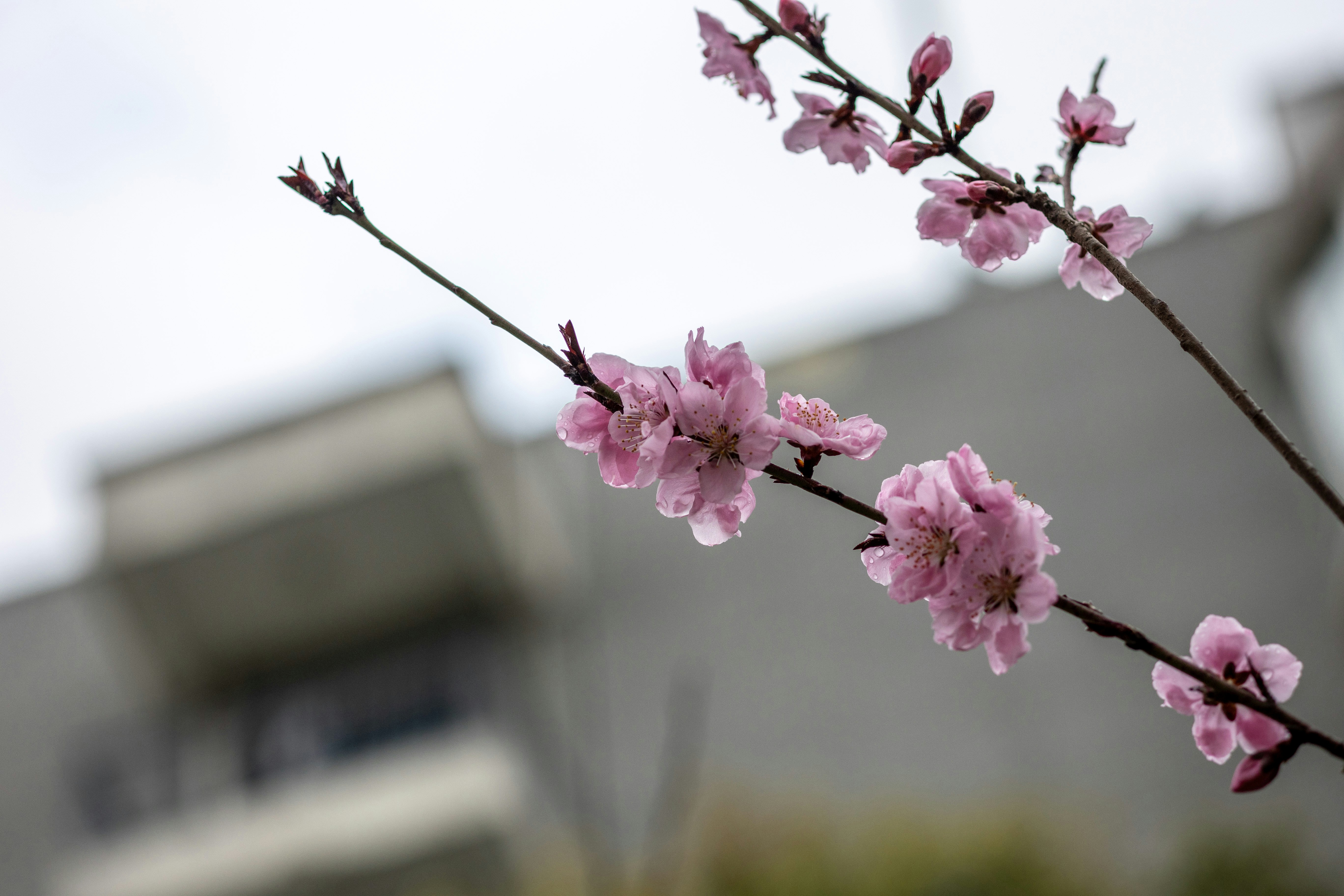a branch with pink flowers in front of a building