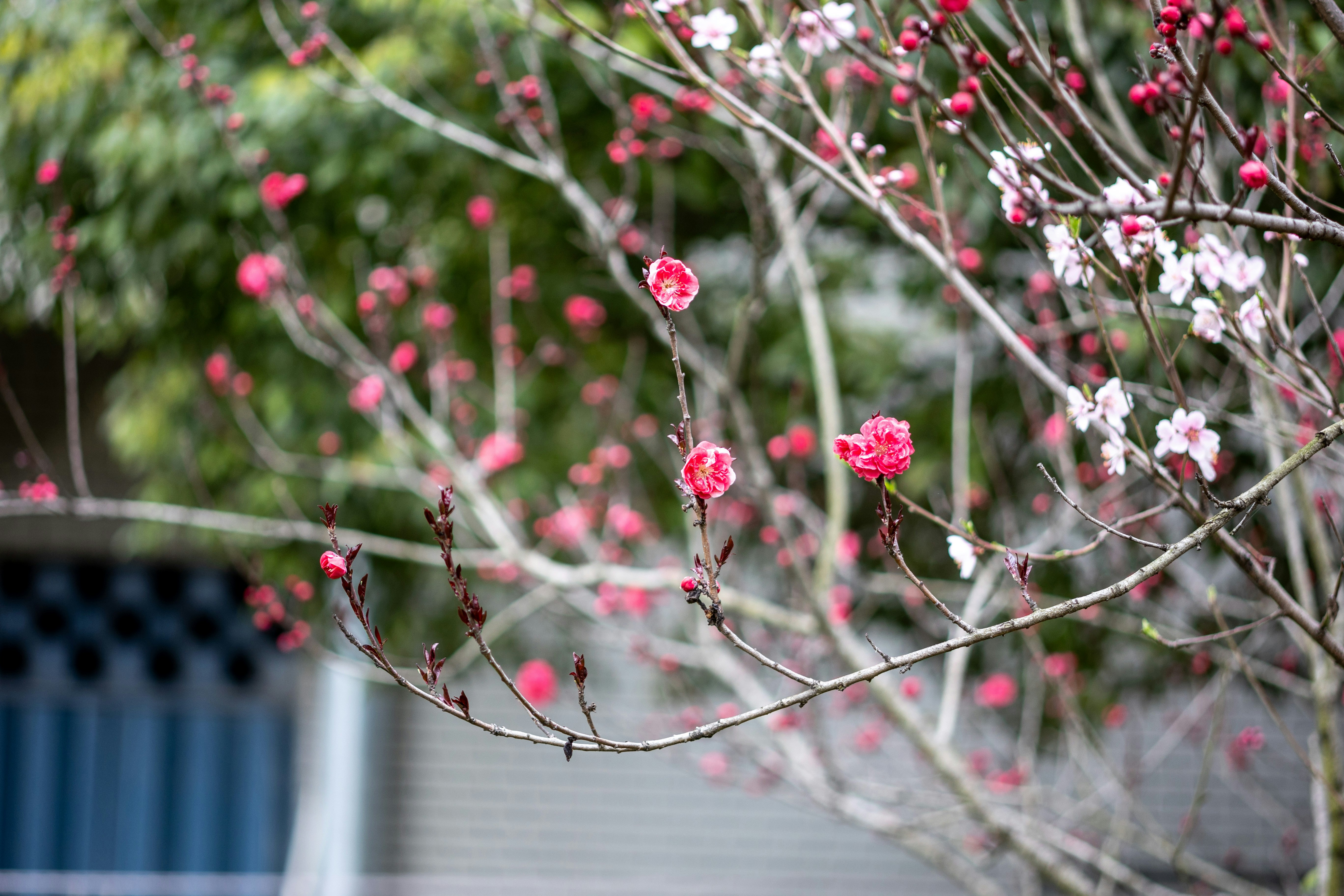 a tree with pink and white flowers in the foreground