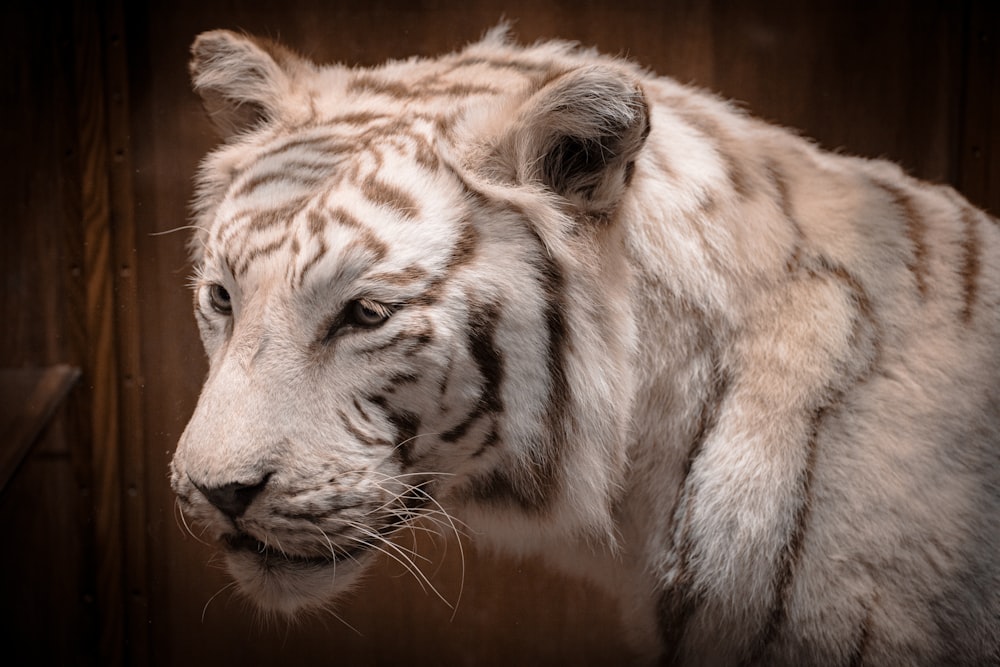 a white tiger standing in front of a wooden wall