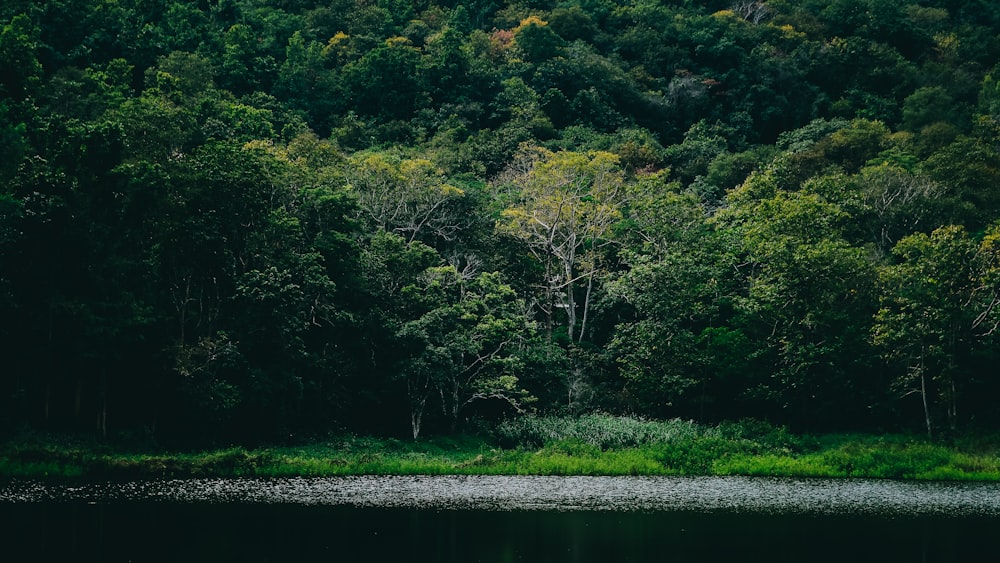 a body of water surrounded by lush green trees