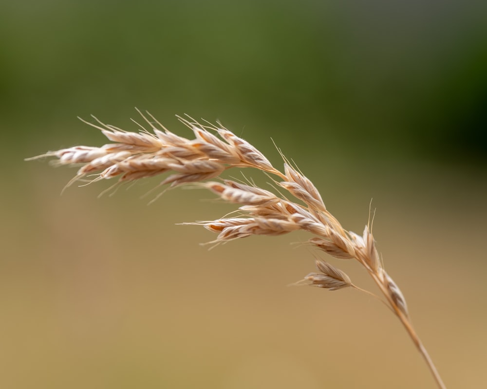 a close up of a plant with a blurry background