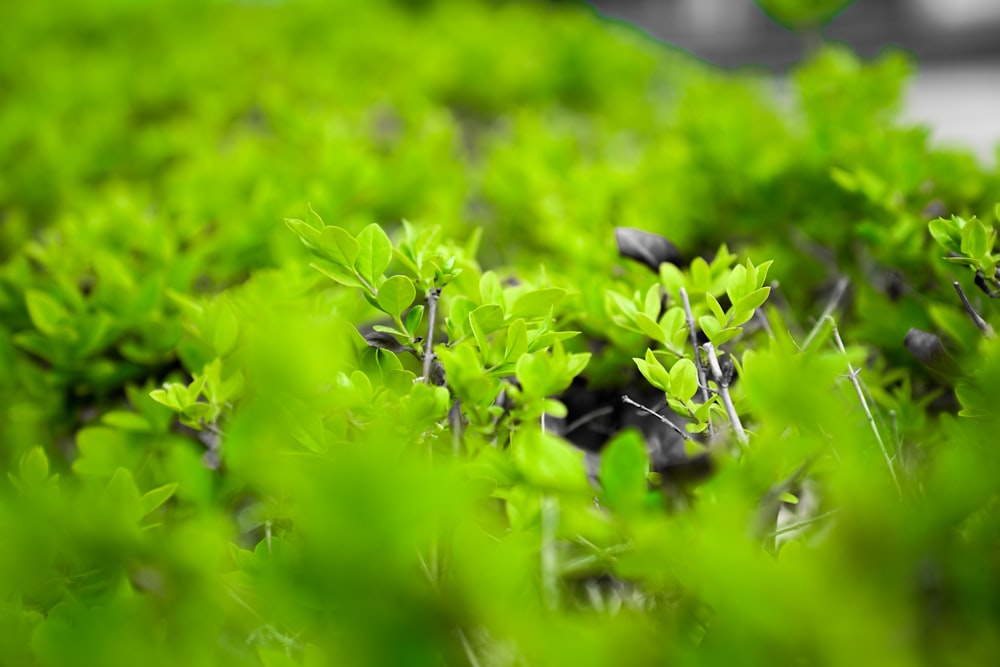 a close up of some green plants in the grass