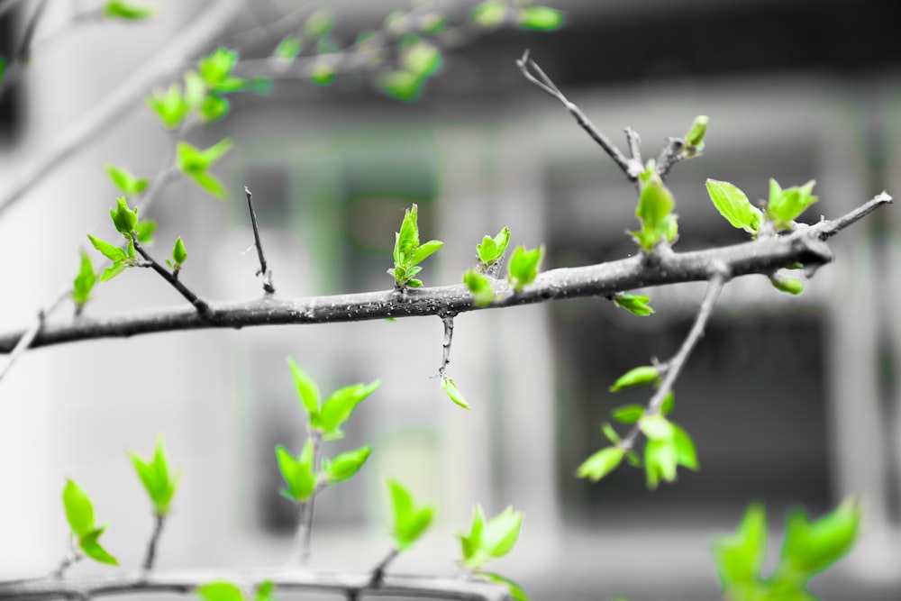un ramo con foglie verdi davanti a un edificio