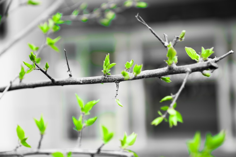 a branch with green leaves in front of a building