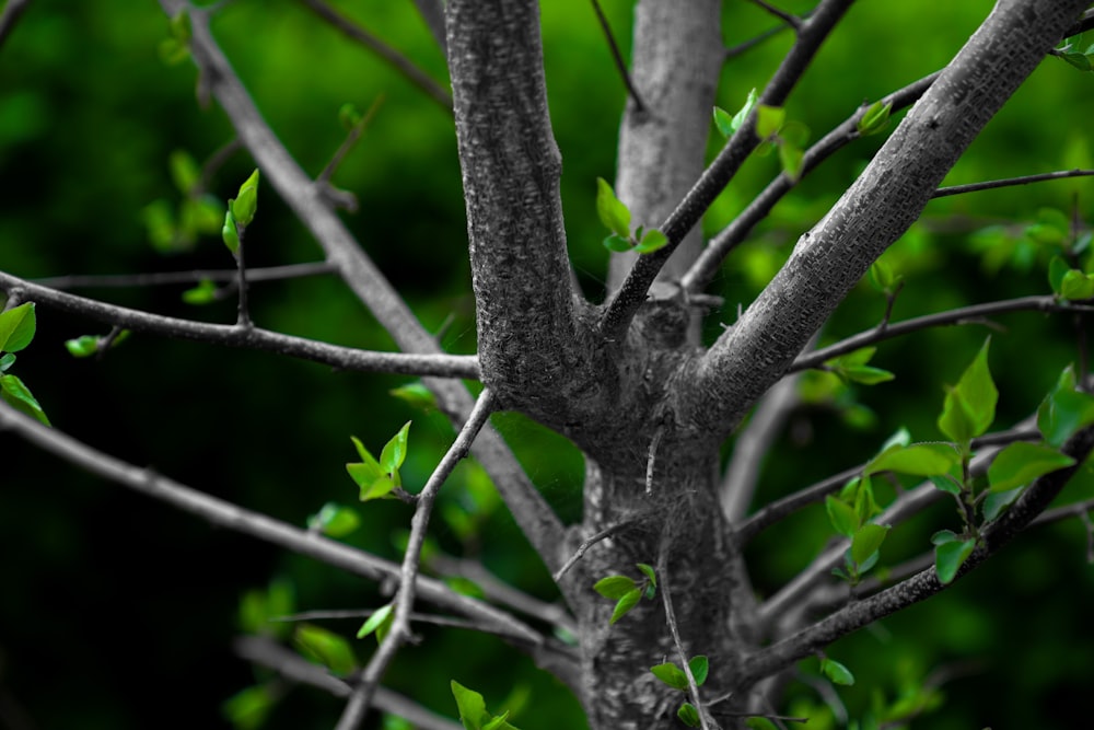uma foto em preto e branco de uma árvore com folhas verdes
