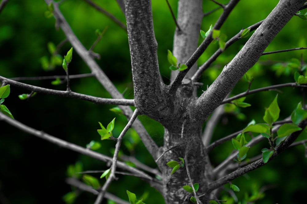 a black and white photo of a tree with green leaves