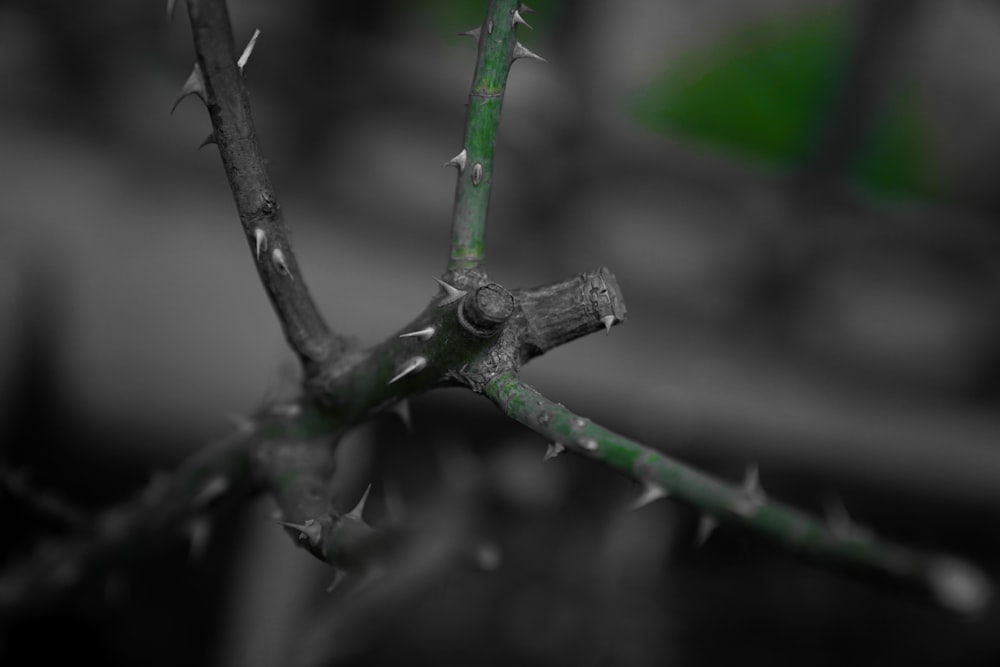 a black and white photo of a thorn