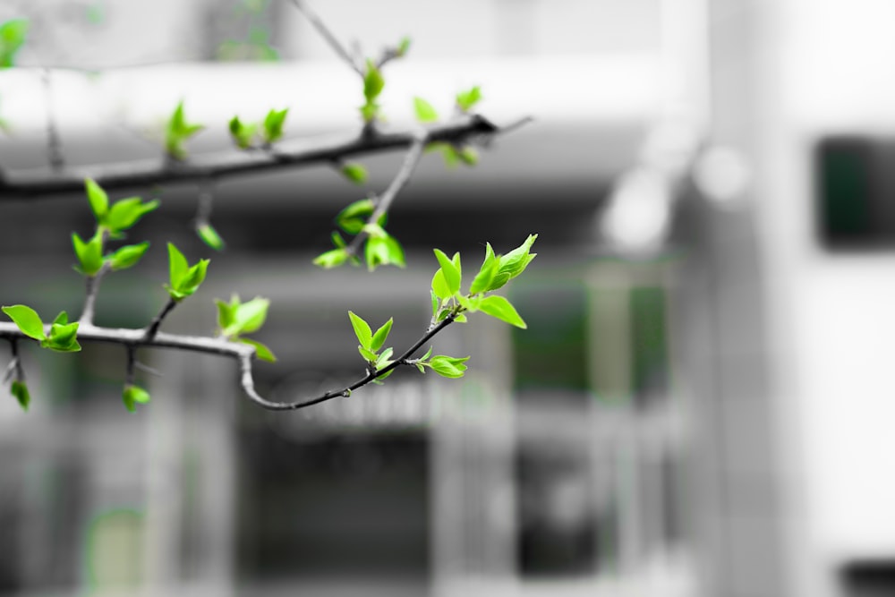 a branch with green leaves in front of a building