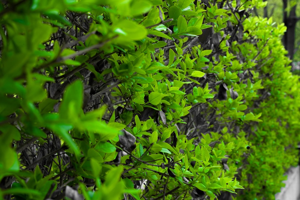 a row of green bushes next to a fence