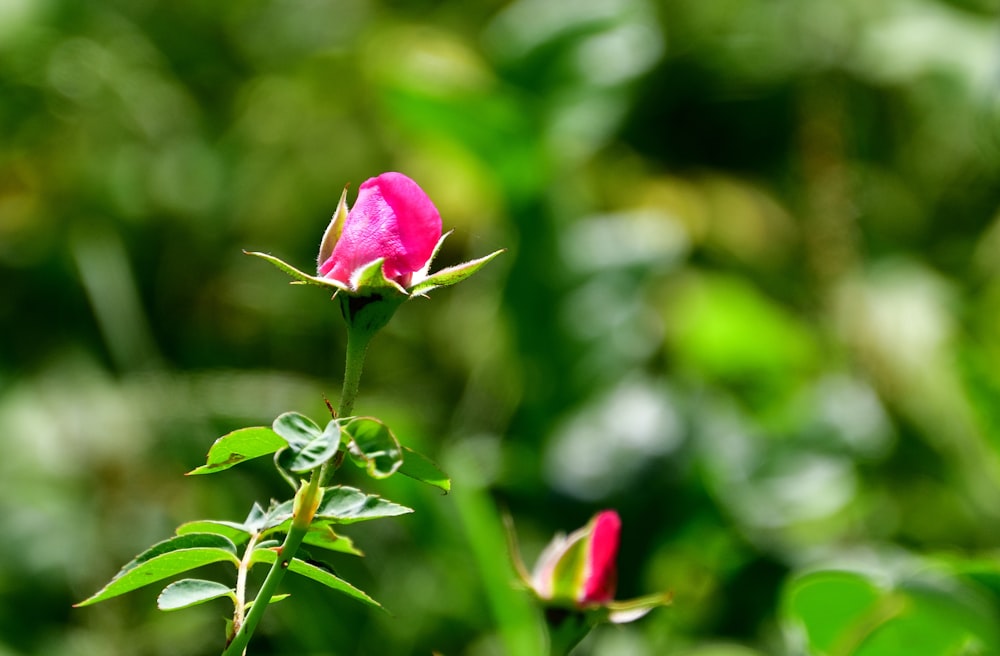 a single pink rose bud in a green field