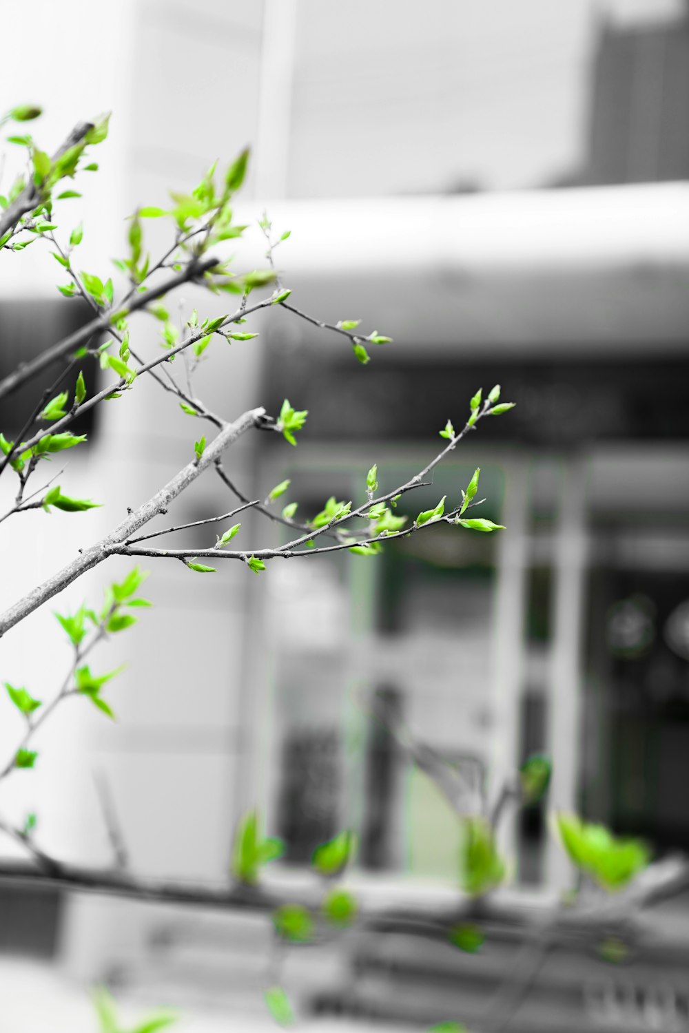 une branche avec des feuilles vertes devant un bâtiment