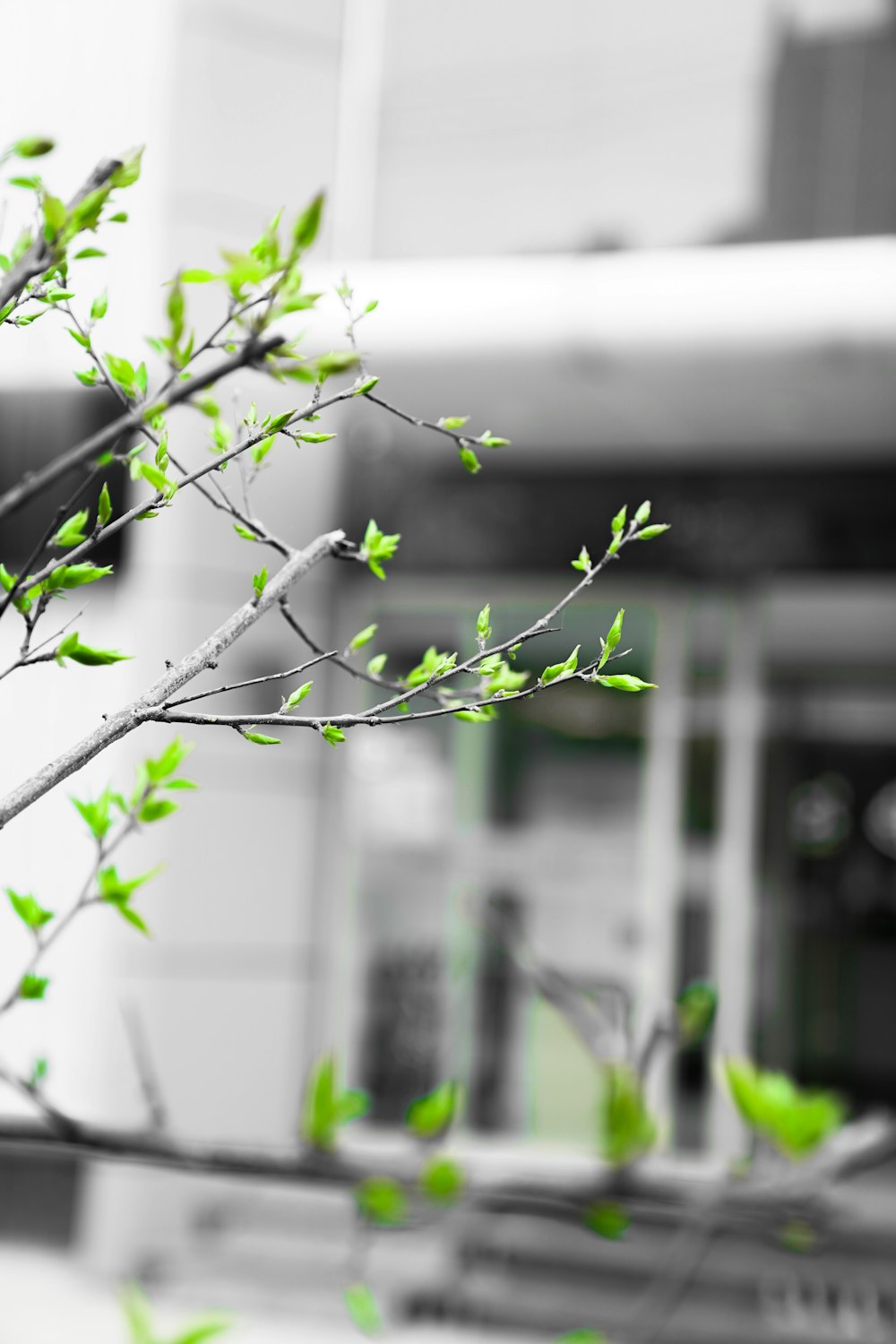 a branch with green leaves in front of a building