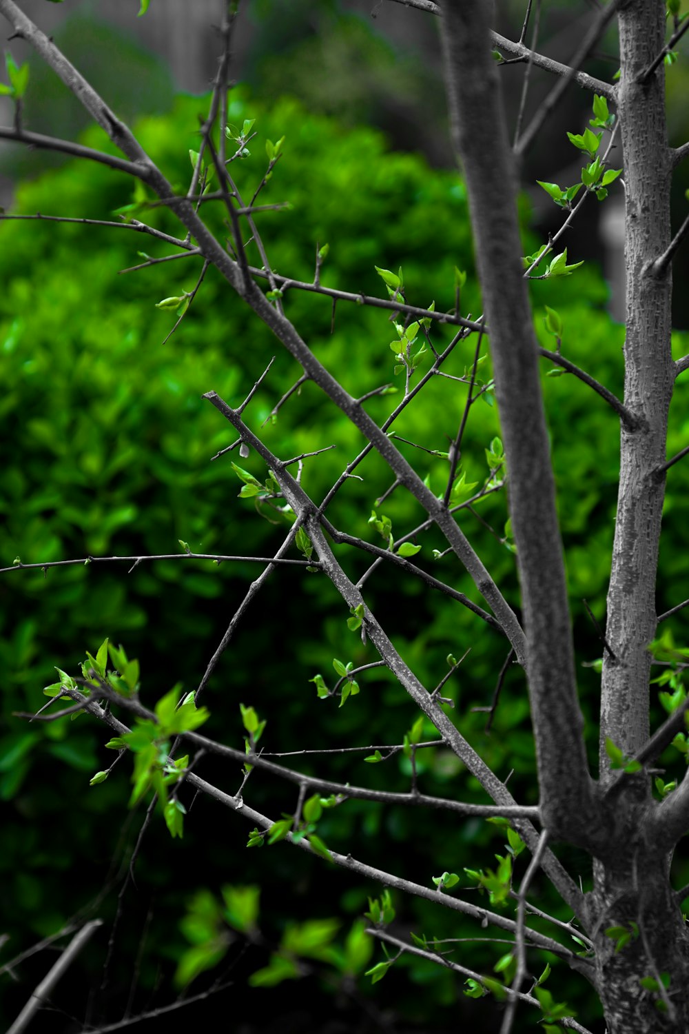 a black and white photo of a tree with green leaves