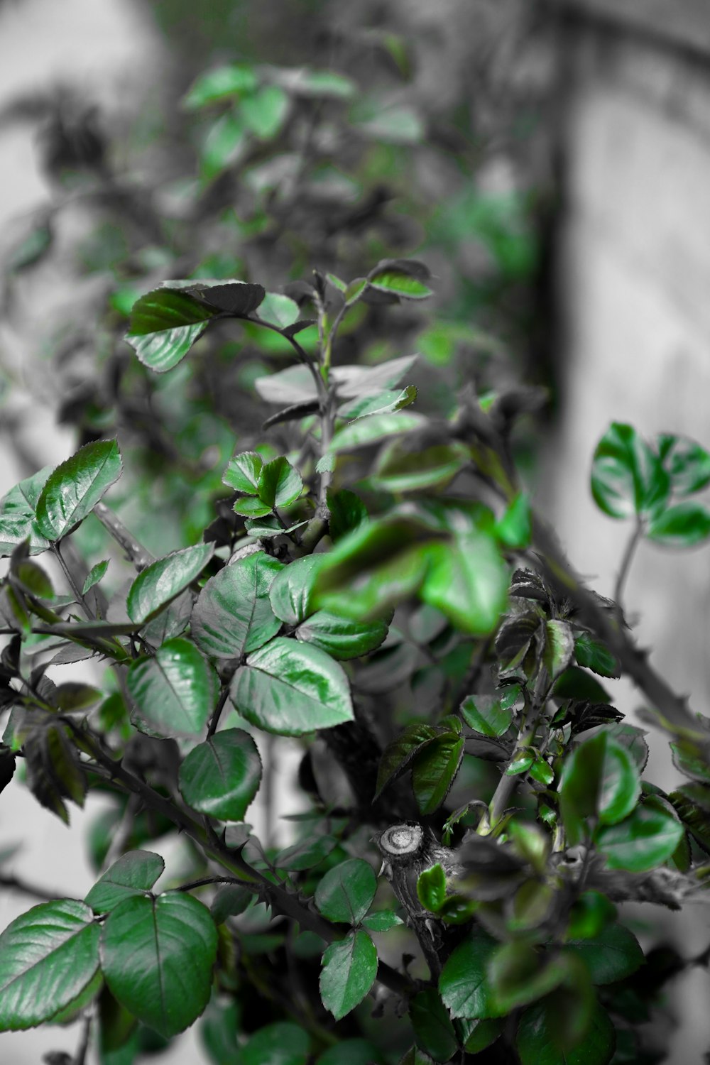 a black and white photo of a plant with green leaves