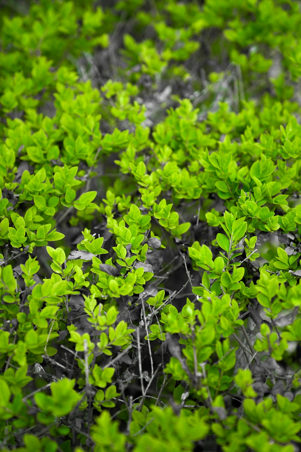 a close up of a plant with green leaves