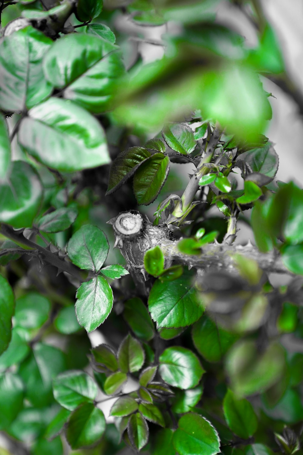 a close up of a green plant with leaves