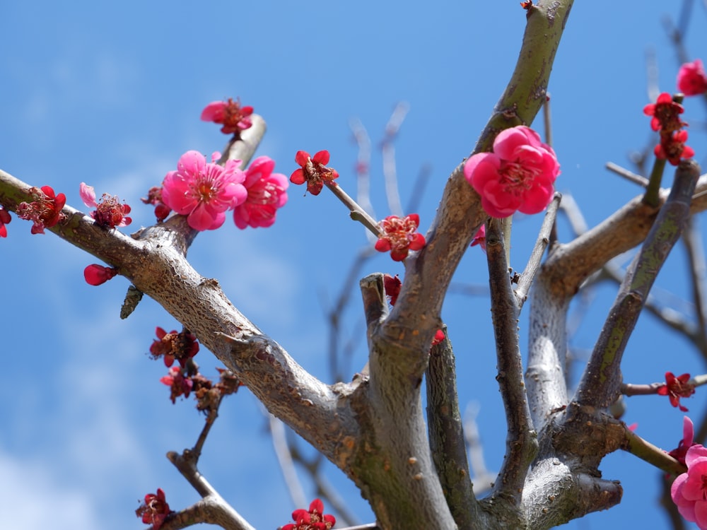 uma árvore com flores cor-de-rosa e um céu azul no fundo