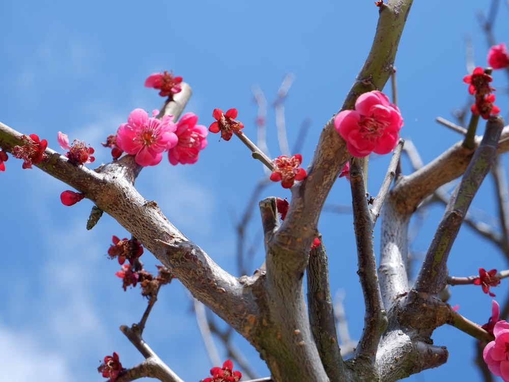 a tree with pink flowers and a blue sky in the background