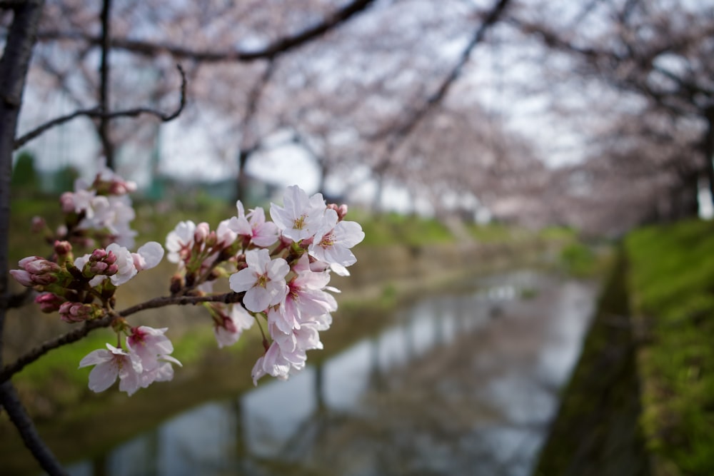 a branch of a cherry blossom tree with a river in the background