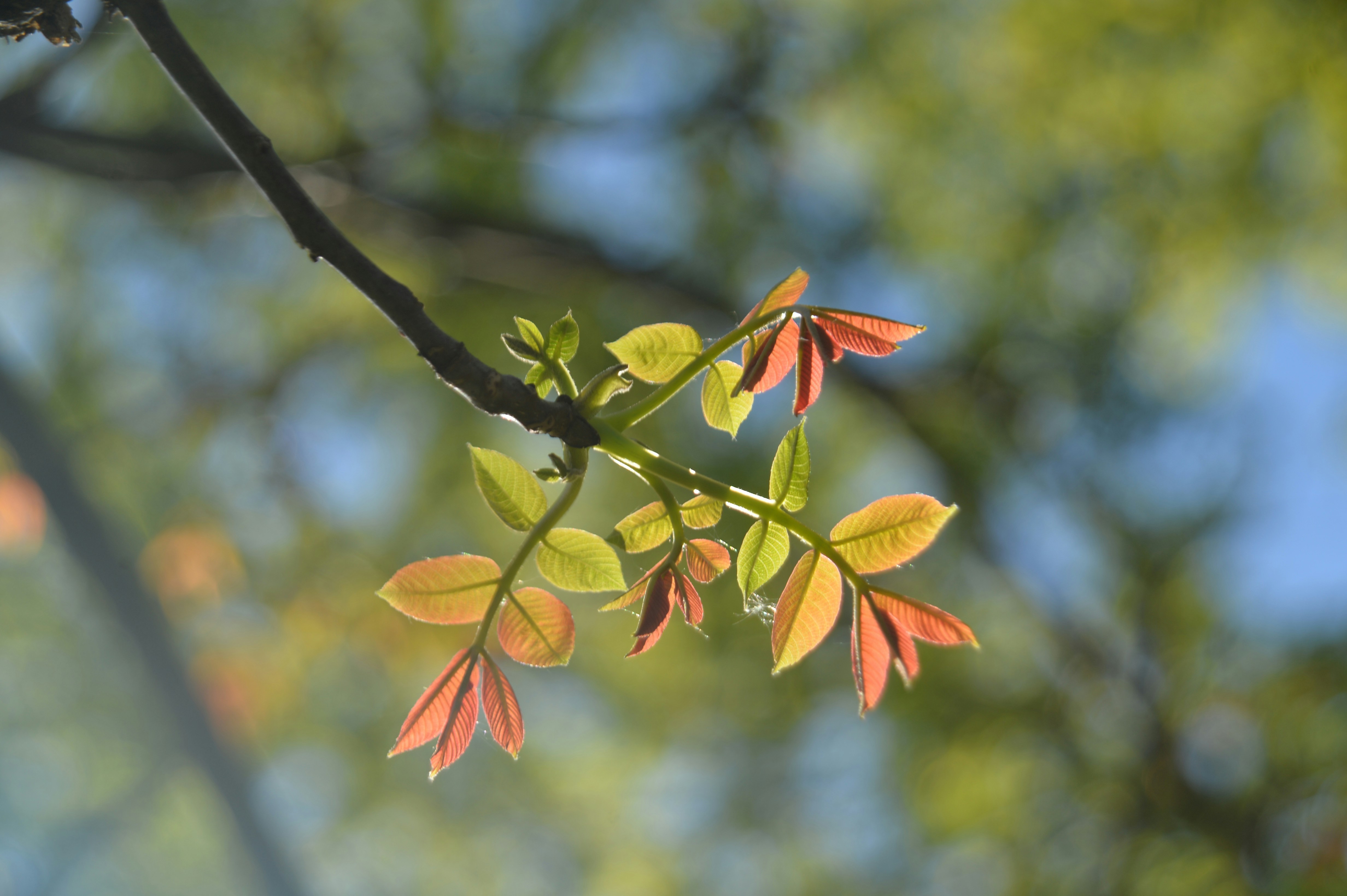 Photo by baliko_andras