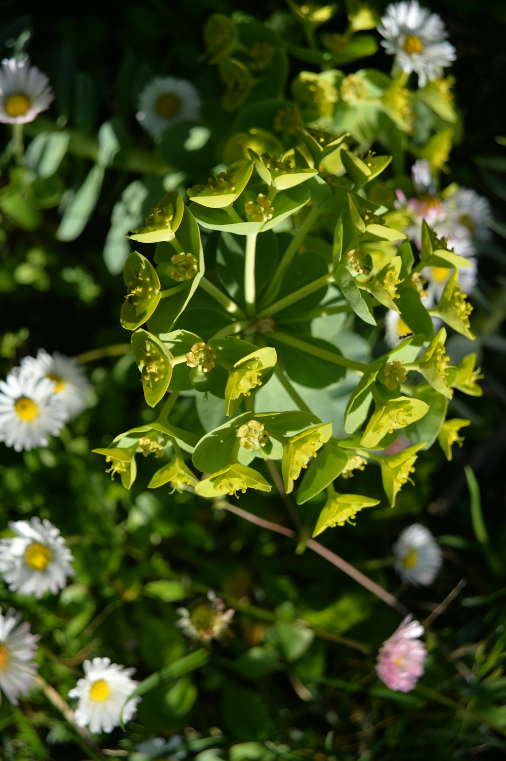 a bunch of flowers that are in the grass