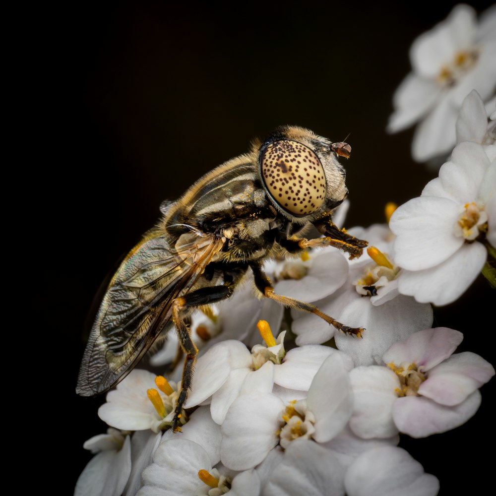 a fly sitting on top of a white flower