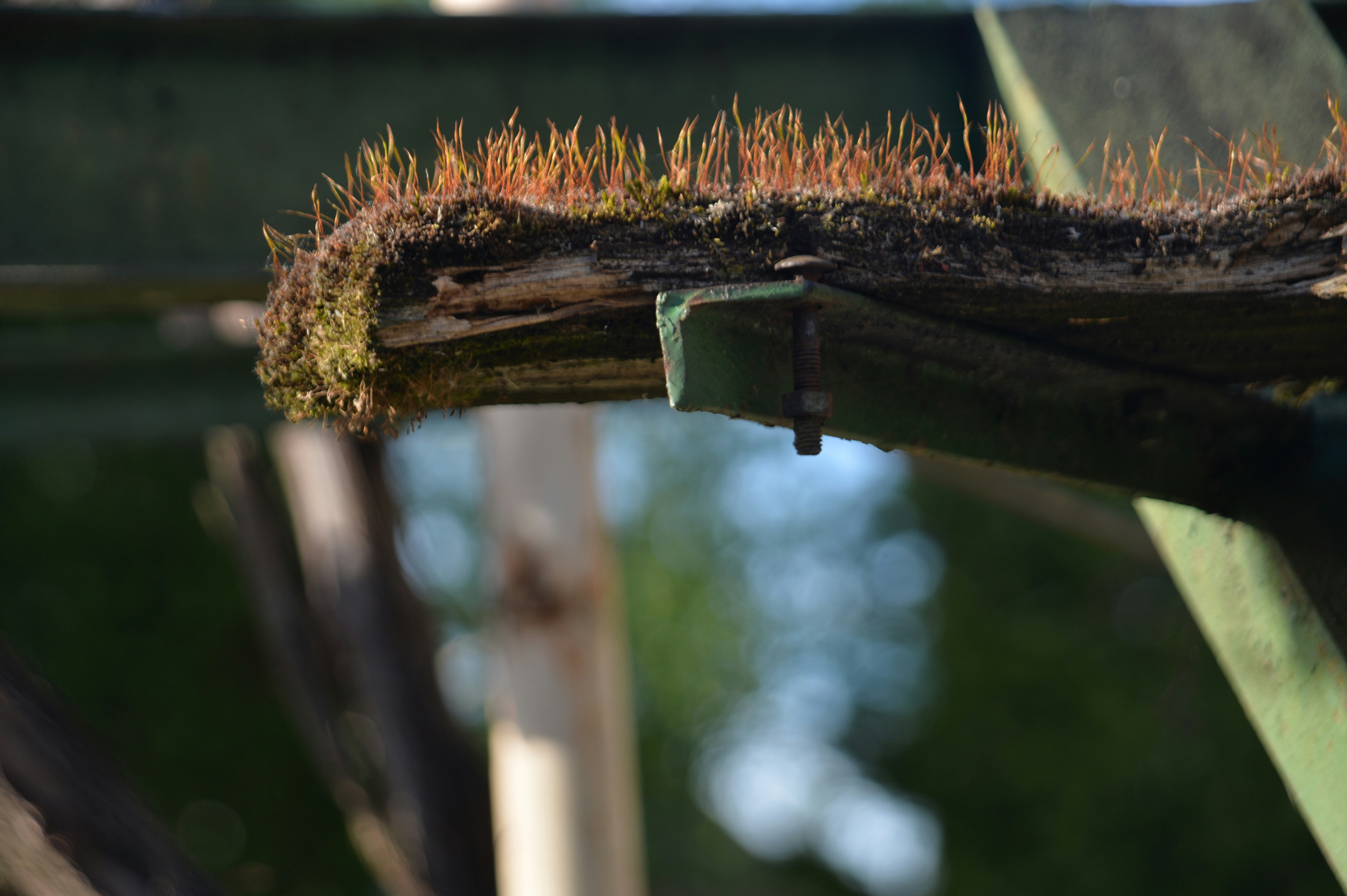 a close up of a piece of wood with grass growing on it