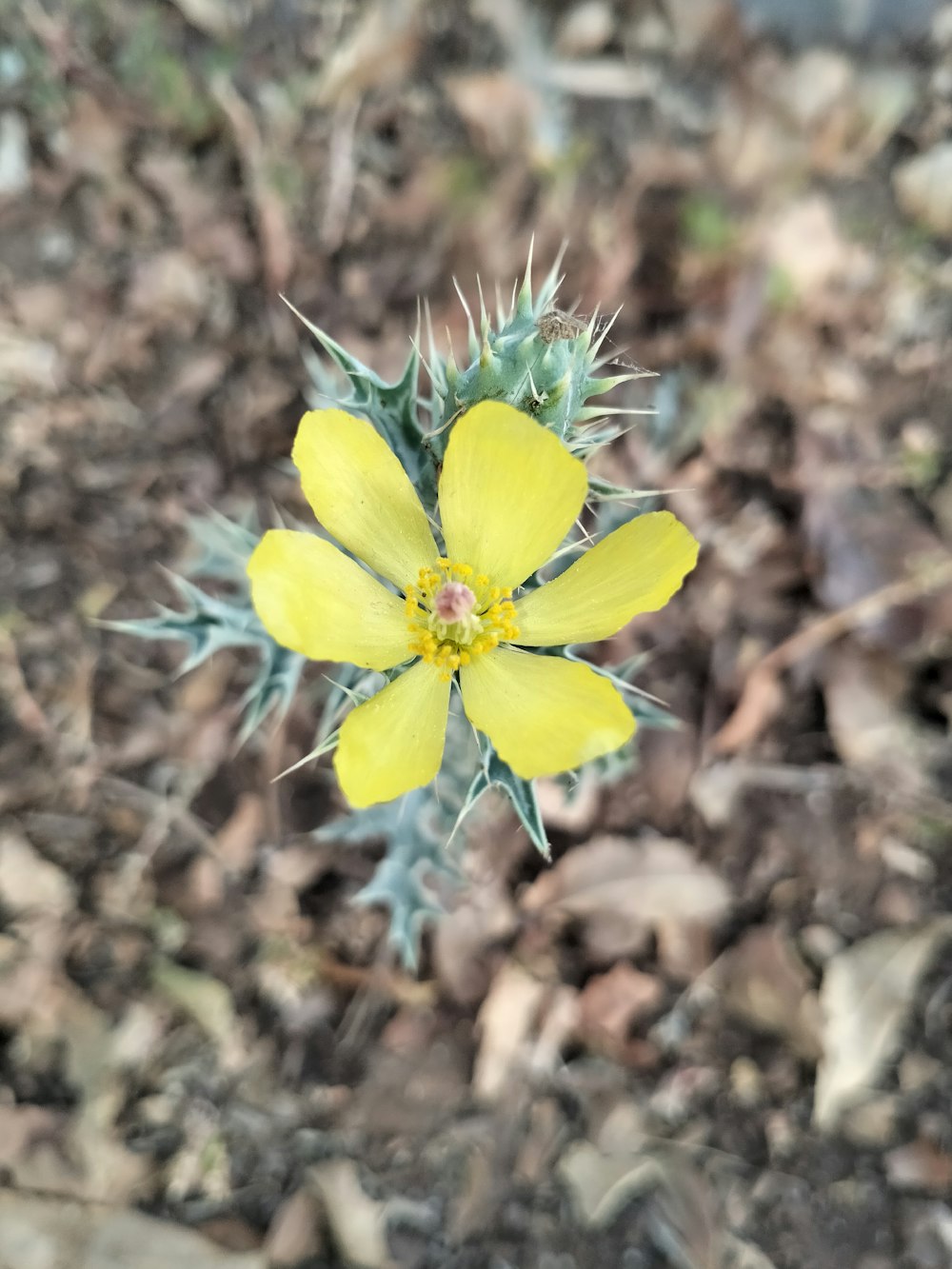 a small yellow flower is growing in the dirt