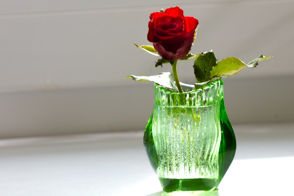 a single red rose in a green vase