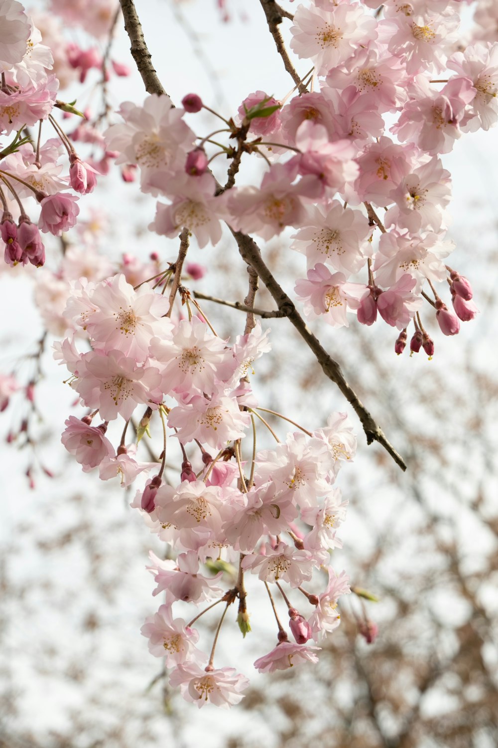 a tree with lots of pink flowers on it