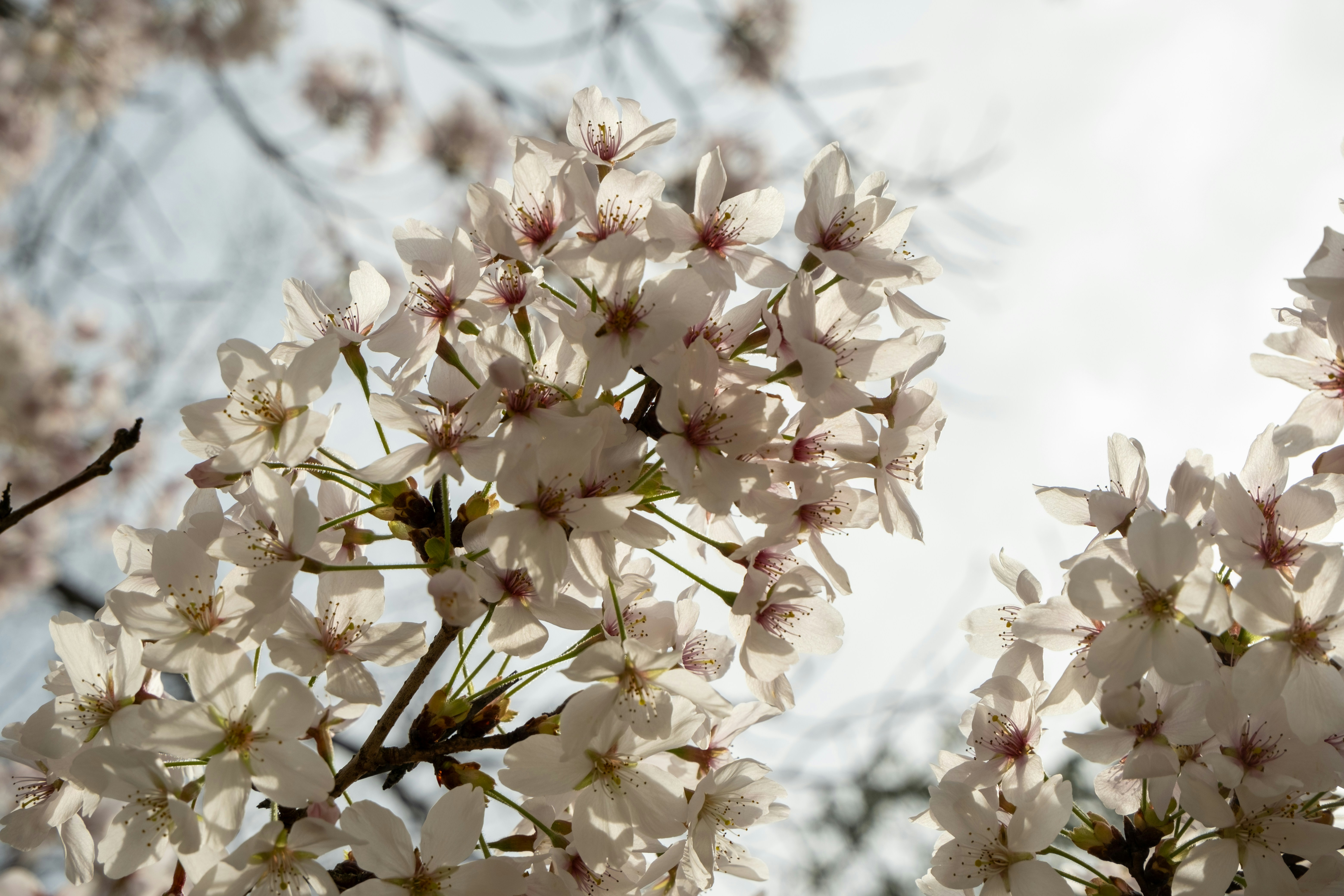 a close up of a tree with white flowers