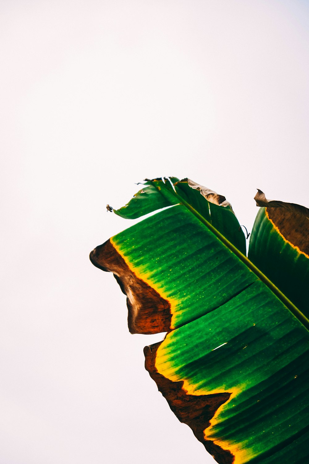 a large green leaf with a bird perched on top of it