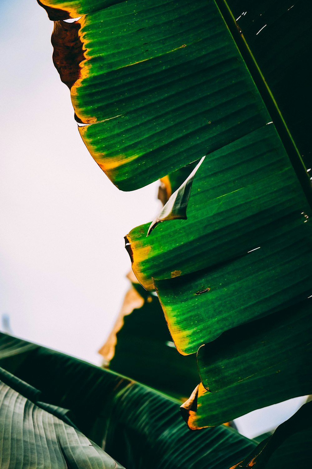 a bird is perched on a large green leaf