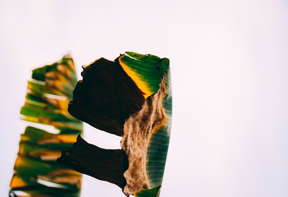 a close up of a banana plant with a sky background