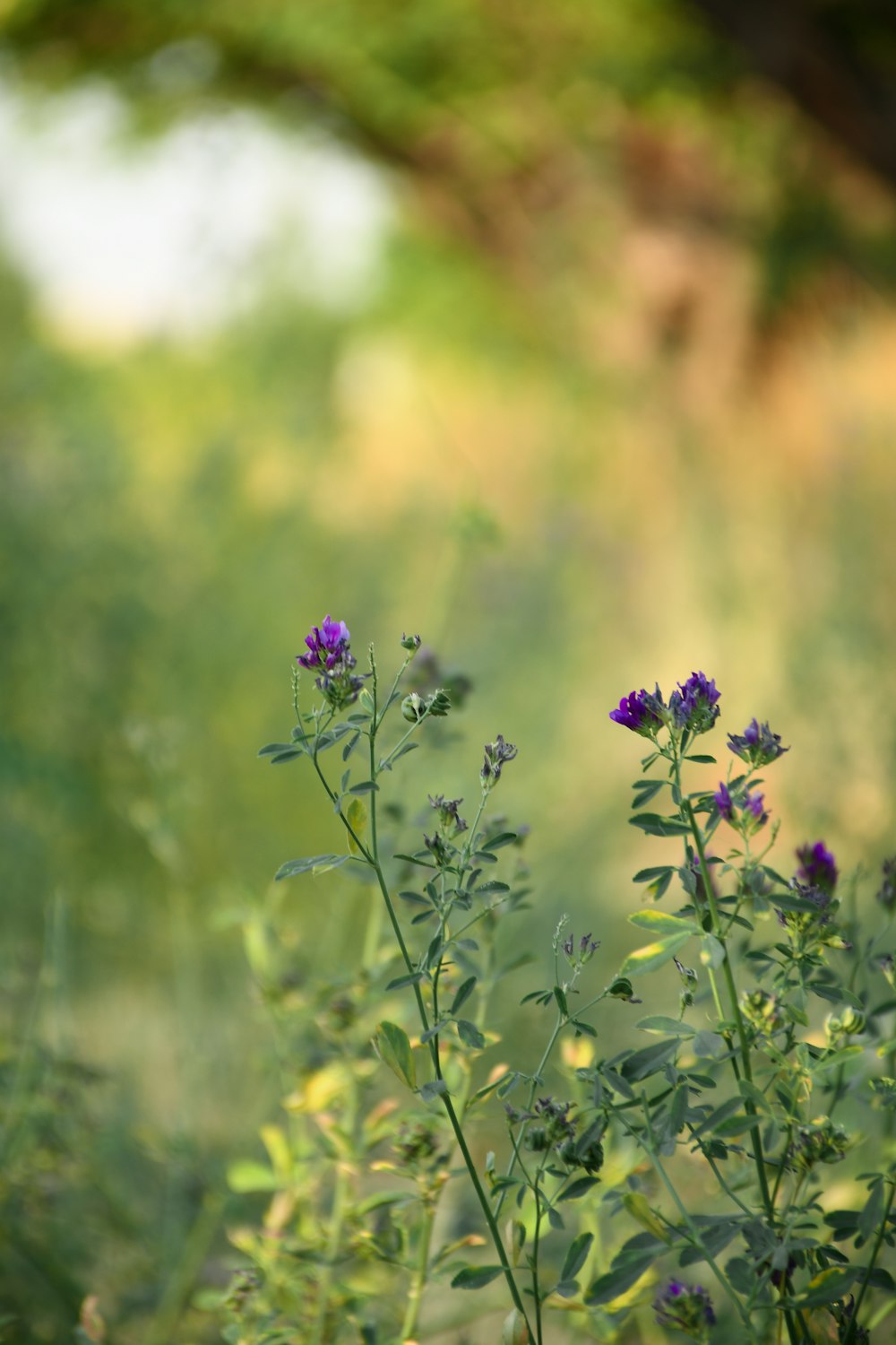 a bunch of flowers that are in the grass