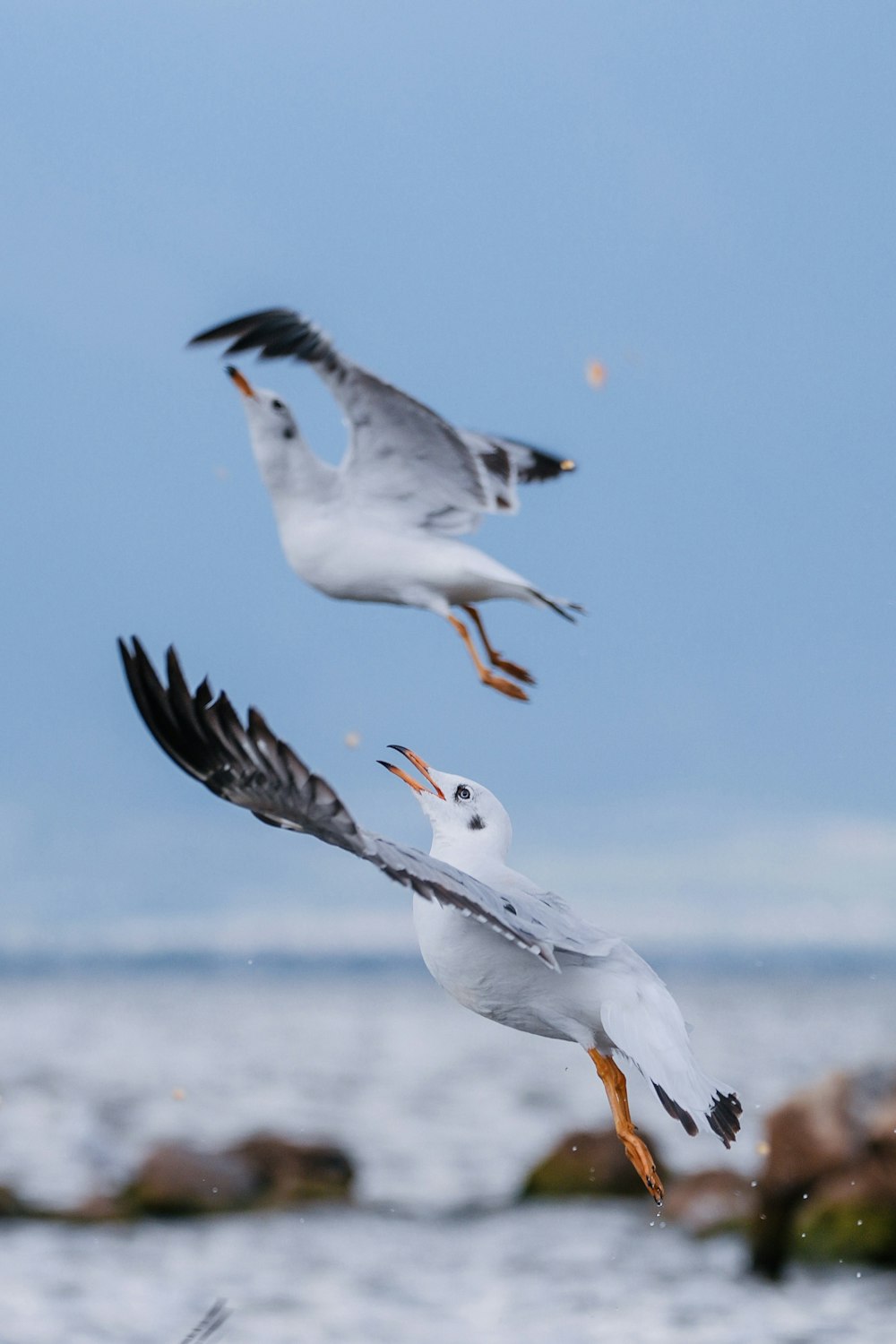 three seagulls are flying over the water